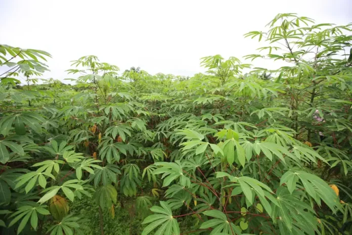 20250213142739-GC00064517-F00223221