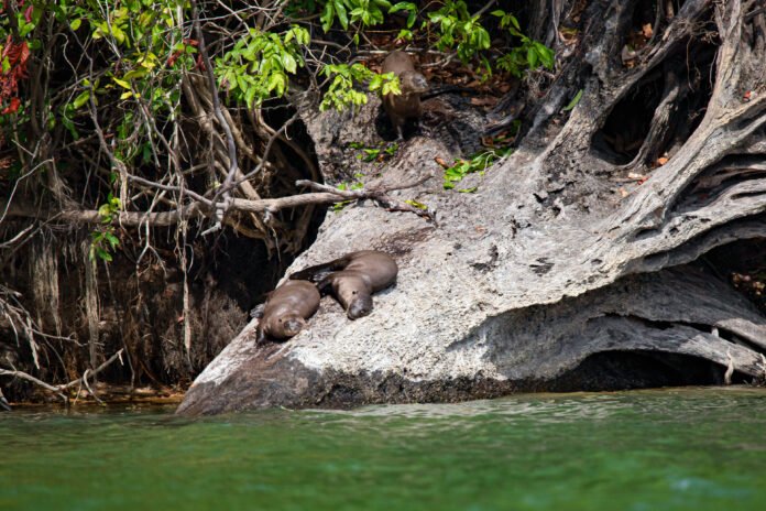 Ariranhas no Rio Xingu_Créditos_Helder Lana (3)