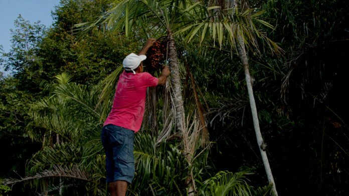 2025_06_17_Foto_MRN lança websérie sobre processo de reflorestamento no coração da Amazônia (4)