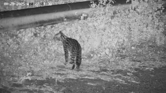 WhatsApp Image 2025-09-09 at 10.37.53 (2)