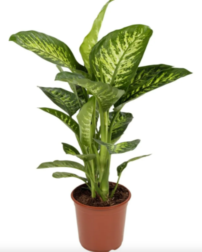 Foto da erva Comingo ninguém pode