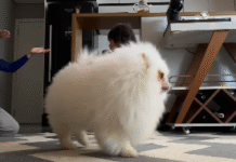 Vídeo: cachorrinho rouba a cena em vídeo dos primeiros passos da bebê e diverte a web