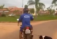 Vídeo: Cadela arrastada por tutor em Rondônia é diagnosticada com câncer e inicia tratamento