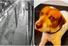 Vídeo: Câmera registra execução de cão comunitário com 10 tiros na Zona Leste de SP