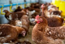 Apesar da comoção pública, projetos de lei sobre animais multiplicam, mas não avançam no Congresso