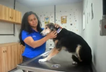 ReinserCão, Projeto da Seap, amplia adoção responsável de animais resgatados