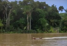 MPF recomenda cancelamento de cadastros ambientais irregulares sobrepostos a comunidades tradicionais no Pará