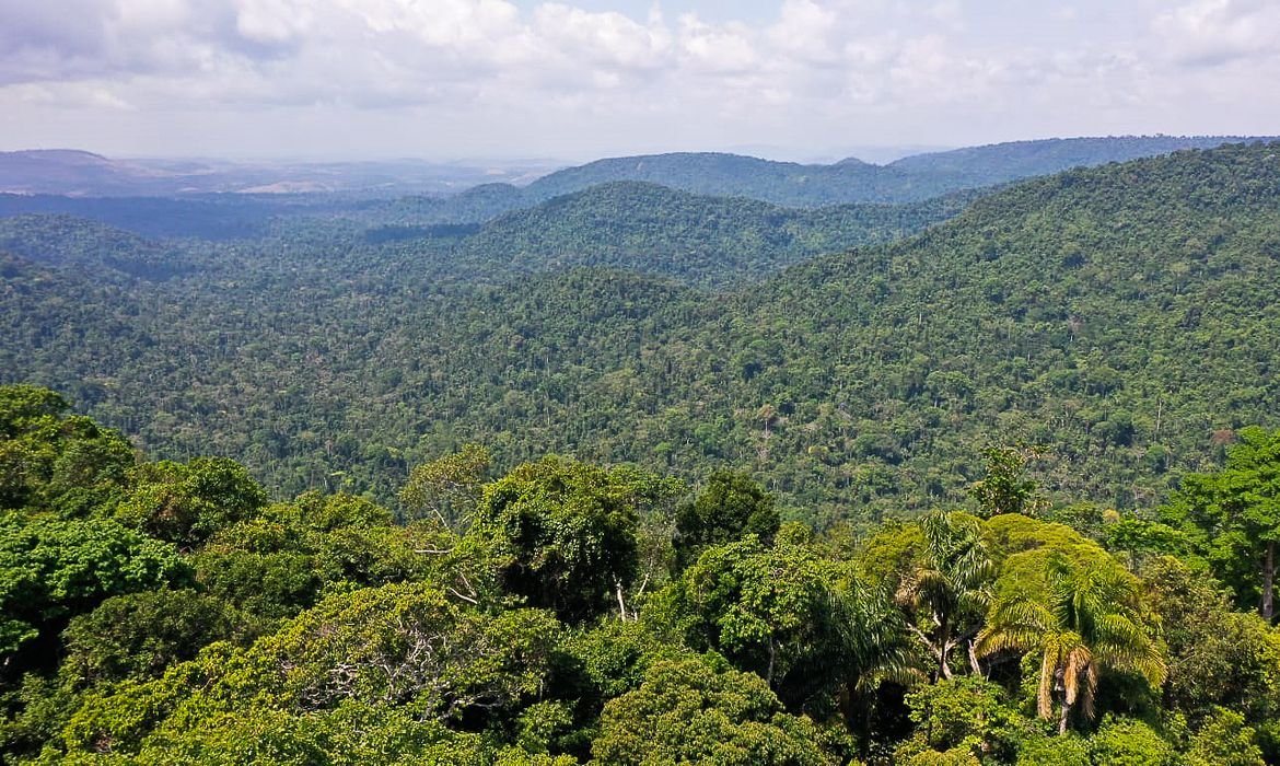 Viveiro em Santarém aposta na biodiversidade para acelerar o reflorestamento na Amazônia​‌​