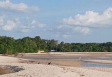 Monitoramento em Cotijuba é essencial para a preservação