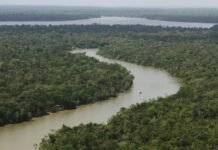 Pará registra menor taxa de desmatamento da história