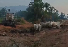 Vídeo: Incêndio em carreta de gado deixa animais mortos e feridos na BR-163, no Pará